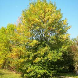 Frêne à fleurs / Fraxinus ornus